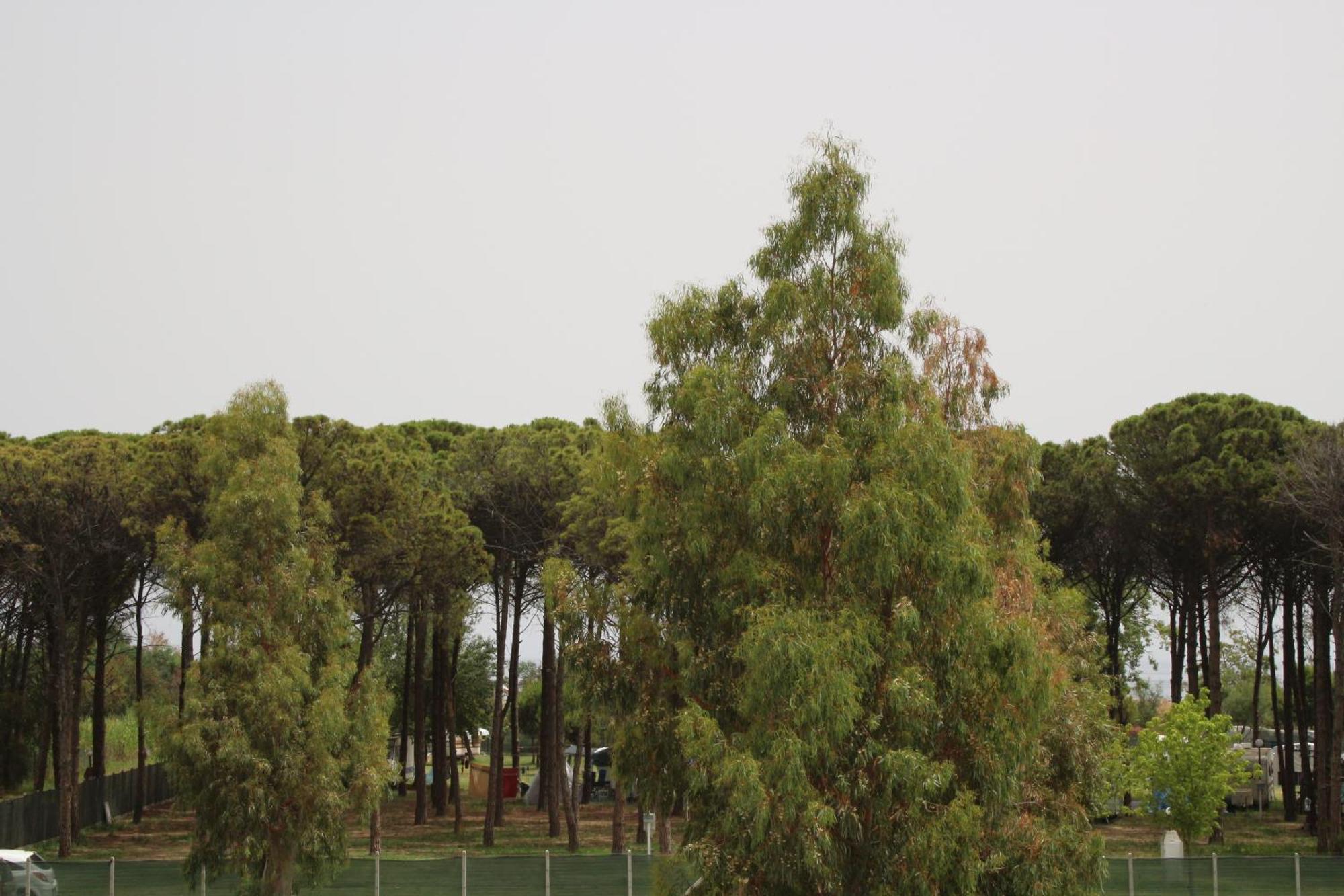 Levante Marina di Schiavonea Bagian luar foto